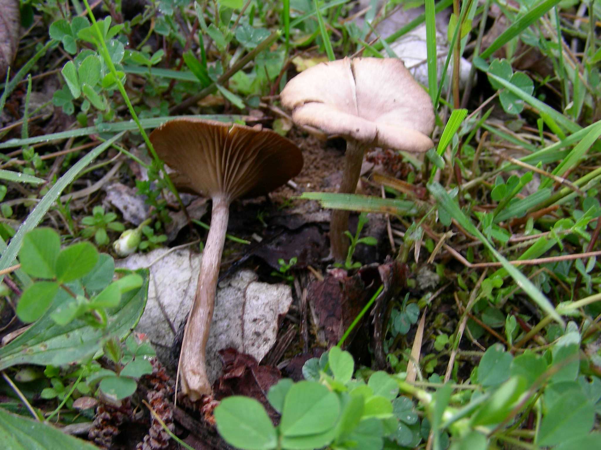 1983 Aprile vecchio rireovamento